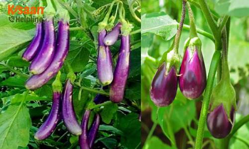 Brinjal (बैंगन)